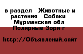  в раздел : Животные и растения » Собаки . Мурманская обл.,Полярные Зори г.